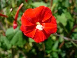 Ligne Paradis - Champ de cannes - Fleur de liane Ipomea coccinea