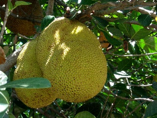 Jaque - Jacque - fruit du jacquier (jaquier) - Ile de la Runion