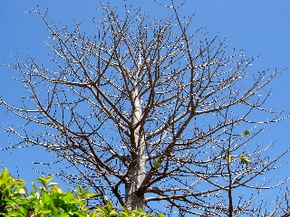 Ligne Paradis - Baobab