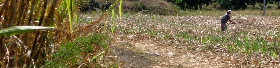 Ligne Paradis - Champ de cannes - Paillage entre les sillons pour viter la pousse des mauvaises herbes