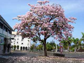 Poirier des Antilles en fleurs