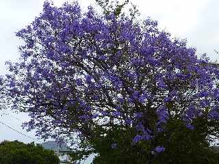 Jacaranda en fleurs - Ecole Albius - Bois d'Olives
