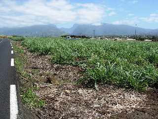 Chemin Badamier - Lianes citrouille et canne  sucre