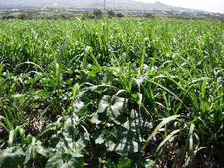 Chemin Badamier - Lianes citrouille et canne  sucre