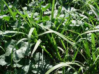 Chemin Badamier - Lianes citrouille et canne  sucre