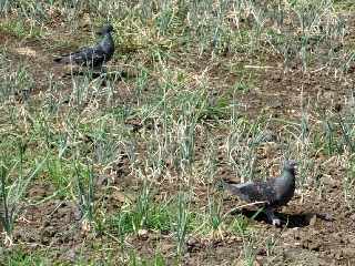 Pigeons dans un champ d'oignons