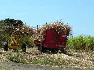 Chargeur Bell à trois roues dans un champ de canne à sucre