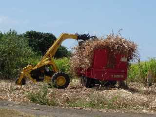 Chargeur Bell  trois roues dans un champ de canne  sucre