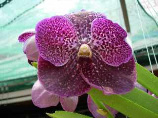 Orchidée, chez Polo - Ravine des Cabris