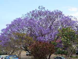 Jacaranda fleuri