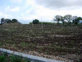 Ligne Paradis - Bourgeonnement des boutures aprs plantation