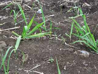 Ligne Paradis - Bourgeonnement des boutures aprs plantation