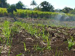 Runion - Tallage de canne  sucre