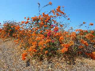 Bougainvilles orange