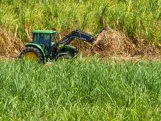 Opration de chargement de la canne  sucre dans une remorque