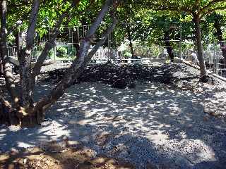 Jardins de la plage - St-Pierre - Pose de gazons