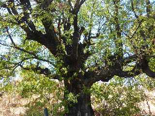 Pi Tamarin, route de Bois d'Olives