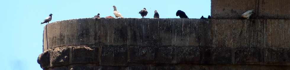 Pigeons sur une pile du vieux pont de la Rivire St-Etienne