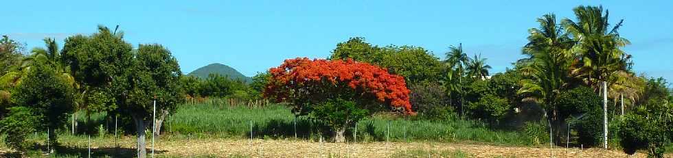 Piton Montvert et flamboyant fleuri