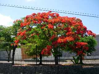 Flamboyant fleuri - St-Pierre Runion