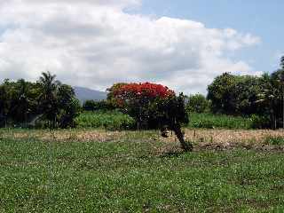 Ligne Paradis - Champ replant