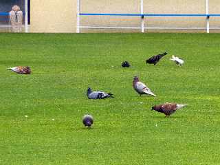 St-Pierre - Stade Michel-Volnay - Pigeons !