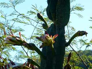 Bras de la Plaine - Cactus en fleurs