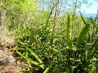 Bras de Cilaos -  Canal des Alos vers l'amont - Cactus