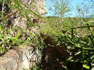 Bras de Cilaos -  Canal des Alos vers l'amont et cactus