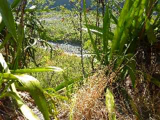 Bras de Cilaos vu du Canal des Alos vers l'aval -