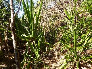 Bras de Cilaos -  Canal des Alos vers l'aval - Partie dtruite -