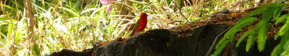 Cardinal mâle, rampes de Bois d'Olives