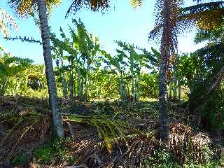 Domaine des Mille Cocos - février 2012