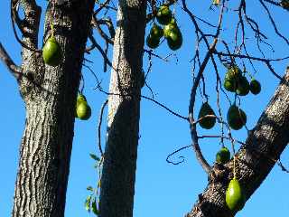 Avocatier - Chemin Bassin Chevrettes