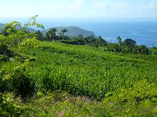 Chemin Bassin Chevrettes -  Vue sur le Piton de Grande Anse