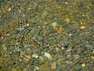 Radier du Ouaki - Bras de Cilaos - Guppies