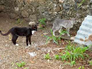 St-Louis - Chats choys