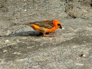 St-Louis - Cardinal