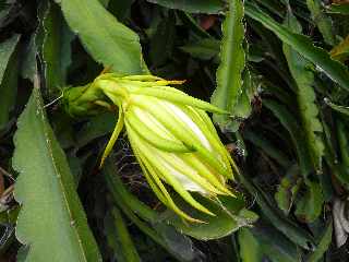 St-Louis - Fleur de cactus