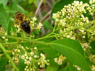 Pierrefonds  - Baies roses et abeilles