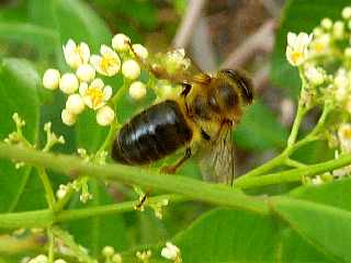 Pierrefonds  - Baies roses et abeilles
