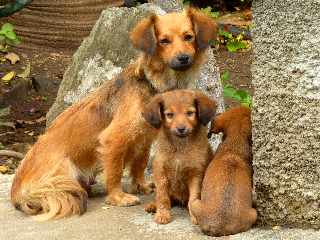 St-Louis - Chiens