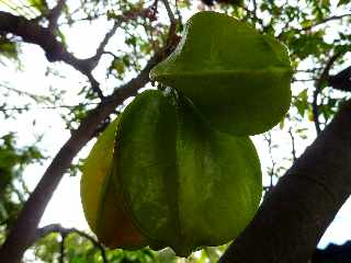 St-Louis - Caramboles