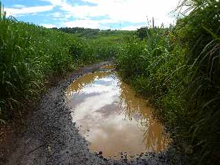 Chemin des Acajous aprs la pluie