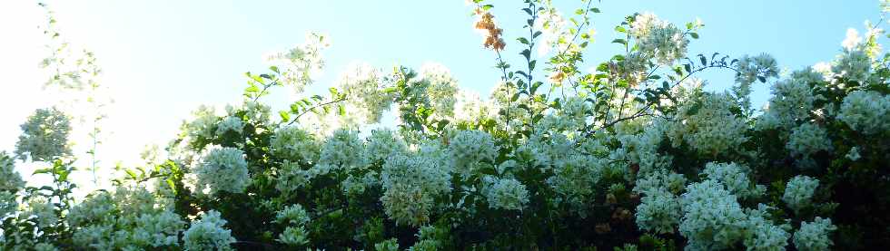 Bougainvilles - bractes blanches