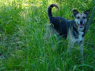 Chien, bon gardien la kour