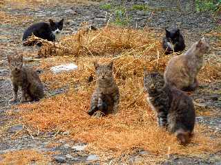 St-Louis - Chats