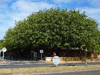 St-Pierre -  Alle de banians aux Casernes