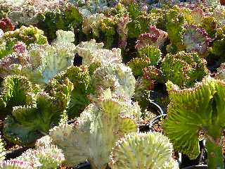 Jardi Pierrefonds - Des plantes au meilleur prix