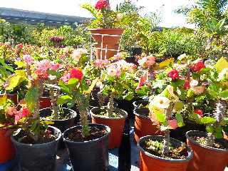 Jardi Pierrefonds - Des plantes au meilleur prix